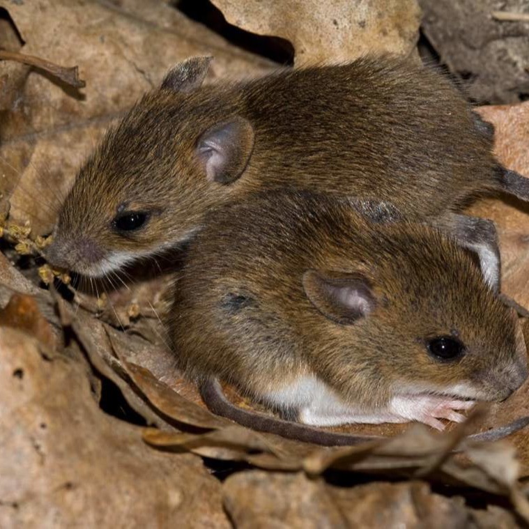 Уничтожения мышей в частном доме в Нальчике?