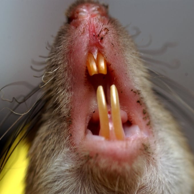 Дератизация крыс в Нальчике?